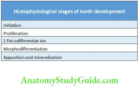 Root formation Histophysiological Events in Tooth Development