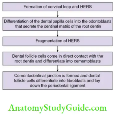 Root formation formation of the cementum and the periodontal ligament