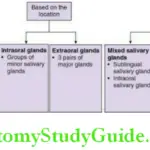 Salivary Gland Classification of salivary glands