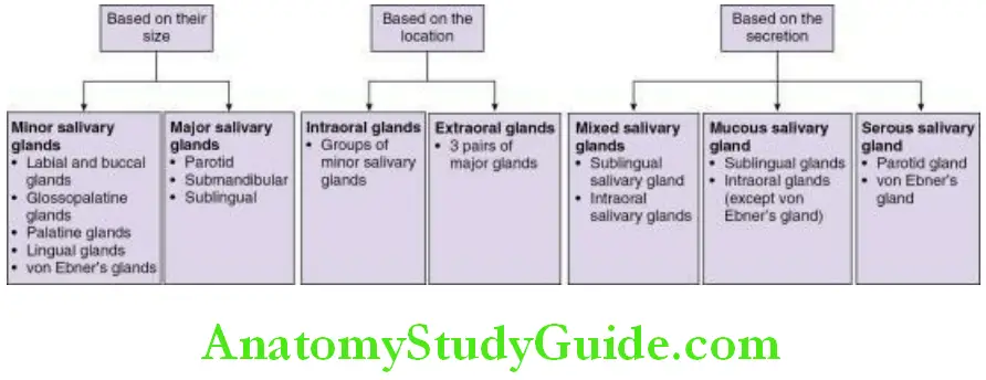 Salivary Gland Classification of salivary glands