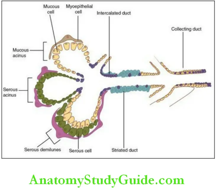 Salivary Gland ductal system of the salivary gland