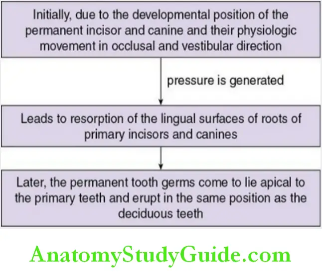 Shedding Of Teeth pattern of shedding of deciduous maxillary incisors and canines