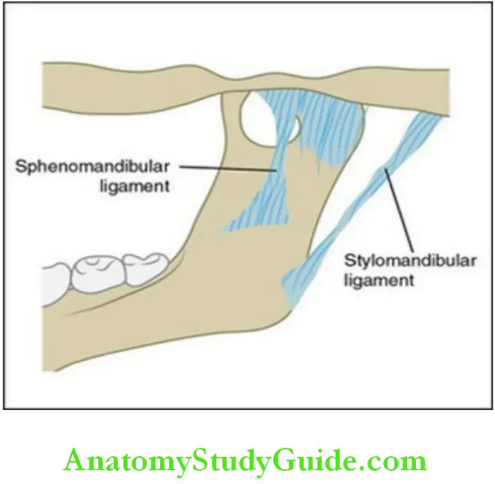 Temporomandibular joint accessory ligamenrts of the TMJ