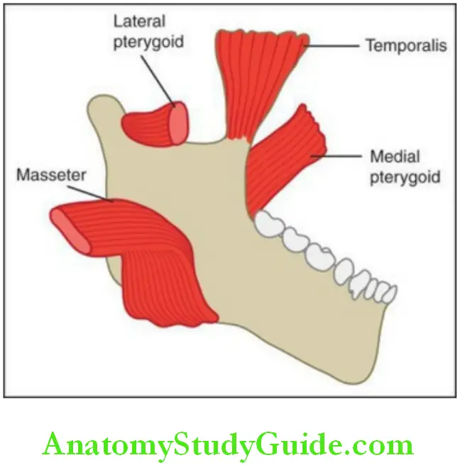Temporomandibular joint associated muscles of the TMJ