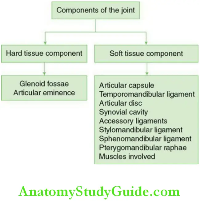 Temporomandibular joint components of the TMJ.