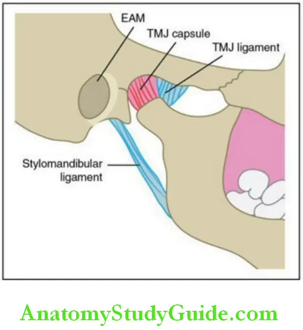 Temporomandibular joint ligaments of the TMJ