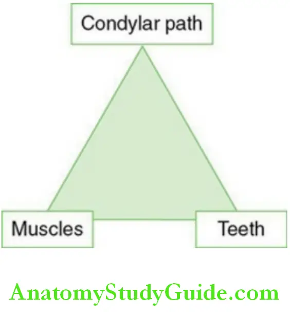 Temporomandibular joint triad of factors controlling mandibular movements