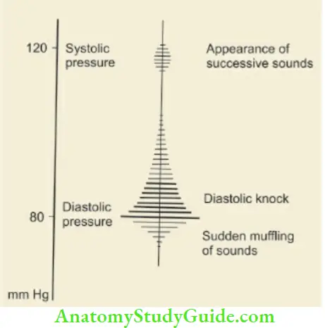 The Cardiovascular System The Nature Of Sounds Heard During Measurement Of Blood Pressure