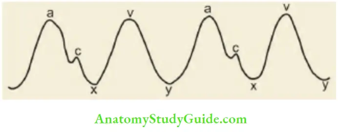 The Cardiovascular System The Venous Pulse has Three Positive Waves