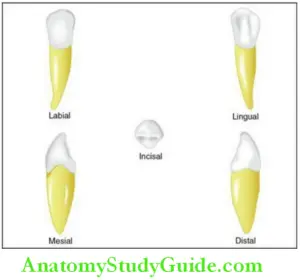 The Permanent Mandibular Canine Notes - Anatomy Study Guide