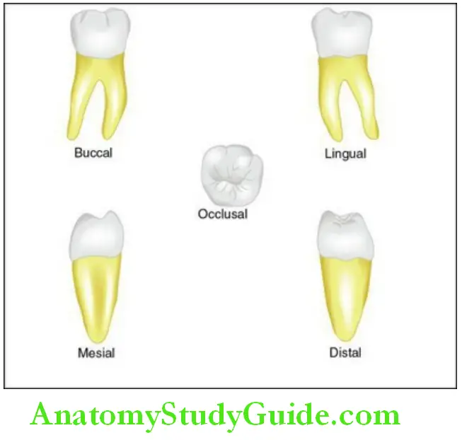 The Permanent Mandibular Molars Permanent mandibular right first molar