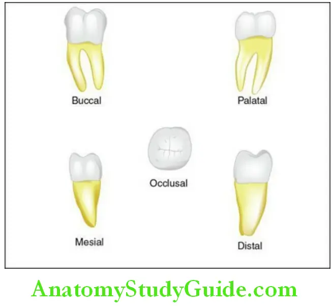 The Permanent Mandibular Molars Permanent mandibular right second molar