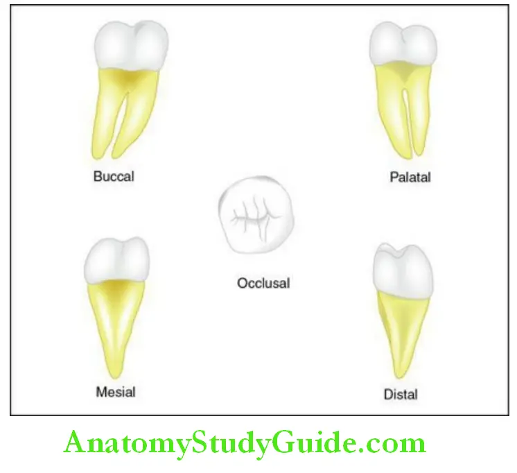 The Permanent Mandibular Molars Permanent mandibular right third molar