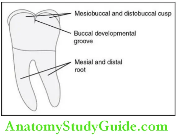 The Permanent Mandibular Molars permanent mandibular left second molar buccal aspect