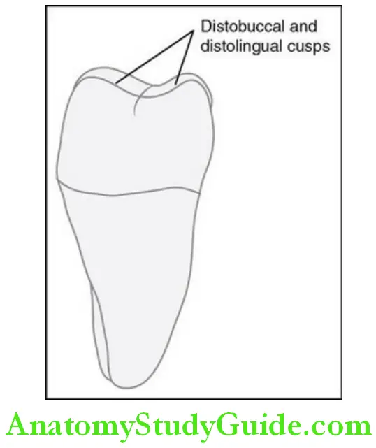 The Permanent Mandibular Molars permanent mandibular left second molar distal aspect