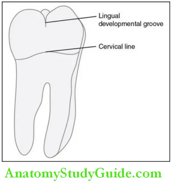 The Permanent Mandibular Molars permanent mandibular left second molar lingual aspect