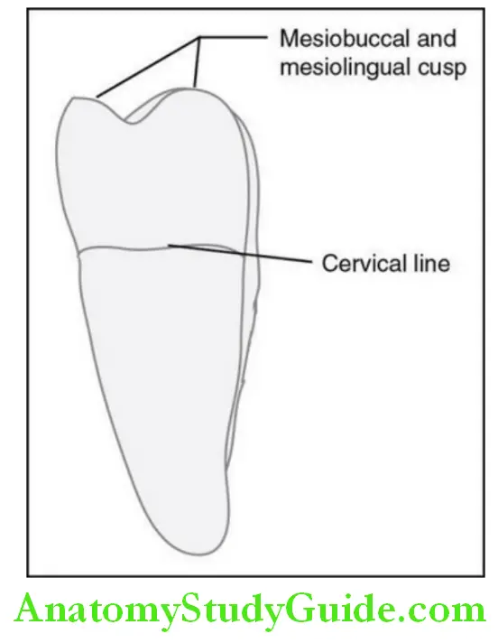 The Permanent Mandibular Molars permanent mandibular left second molar mesial aspect