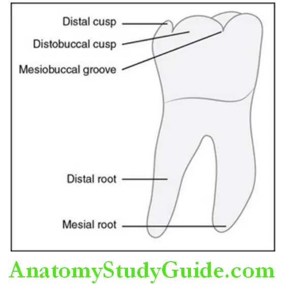 The Permanent Mandibular Molars permanent mandibular right first molar buccal aspect