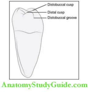 Permanent Mandibular Molars Notes - Anatomy Study Guide