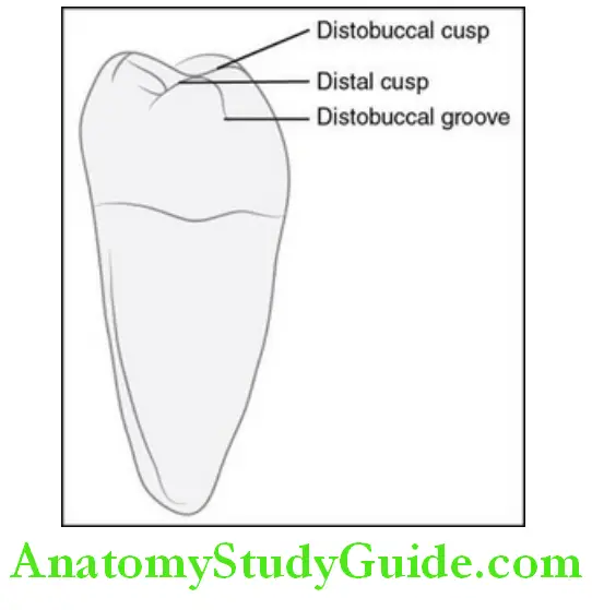 The Permanent Mandibular Molars permanent mandibular right first molar distal aspect