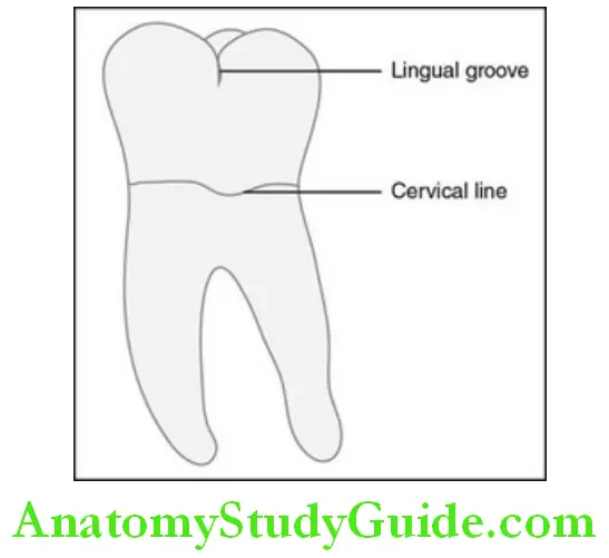 The Permanent Mandibular Molars permanent mandibular right first molar lingual aspect