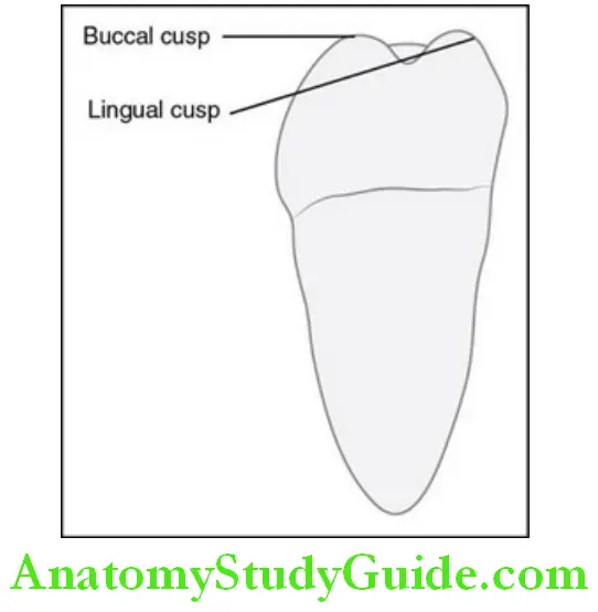 The Permanent Mandibular Molars permanent mandibular right first molar mesial aspect