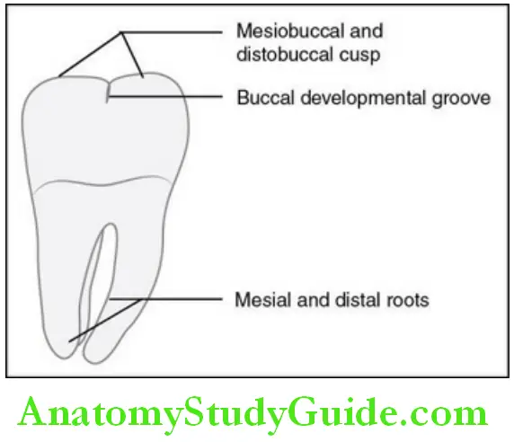 The Permanent Mandibular Molars permanent mandibular right third molar buccal aspect