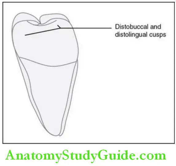 The Permanent Mandibular Molars permanent mandibular right third molar distal aspect