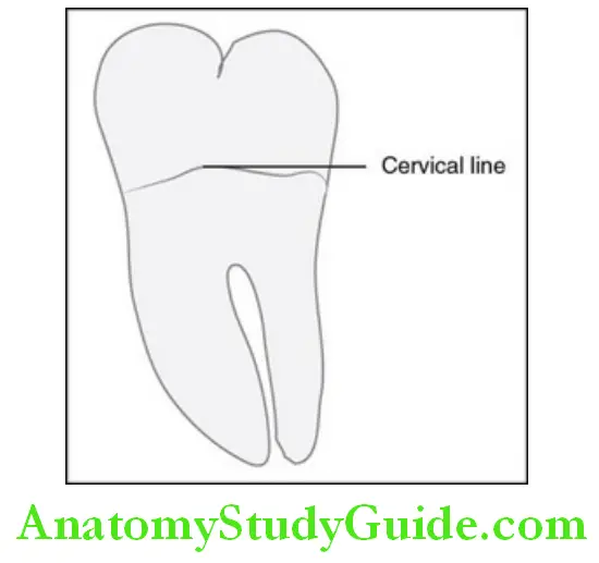 The Permanent Mandibular Molars permanent mandibular right third molar lingual aspect
