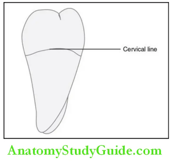 The Permanent Mandibular Molars permanent mandibular right third molar mesial aspect