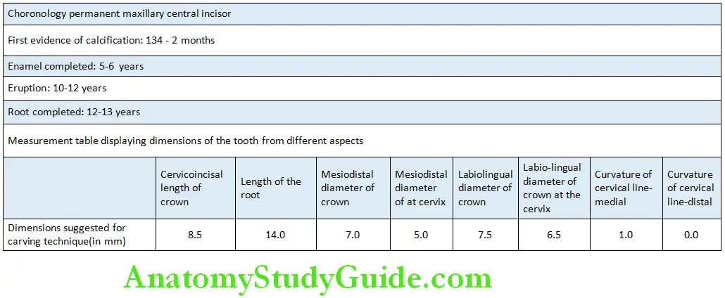 The Permanent Mandibular Premolars Mandibular First Premolar Chronology and Measurements