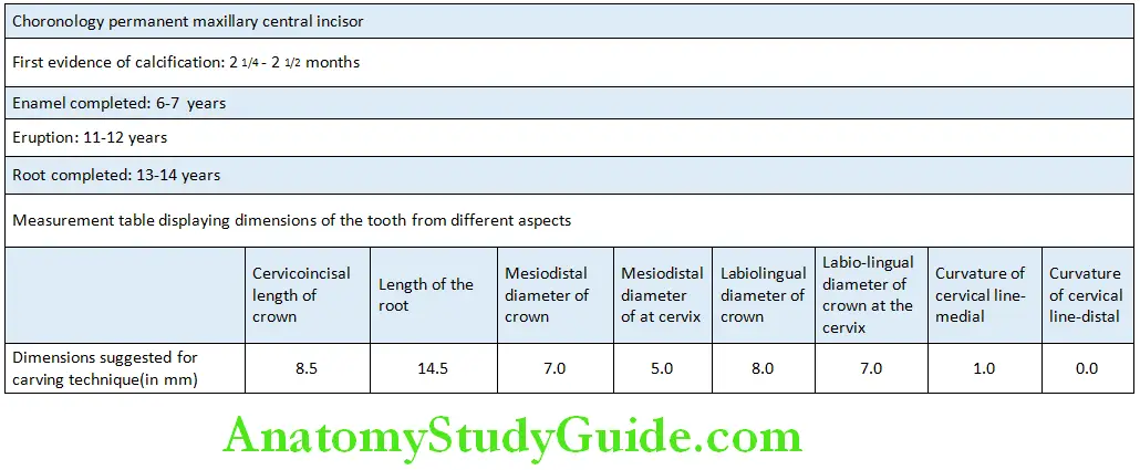The Permanent Mandibular Premolars Mandibular second Premolar Chronology and Measurements