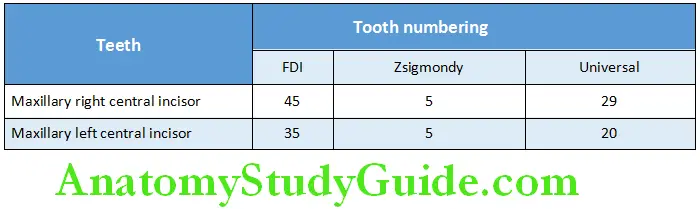 The Permanent Mandibular Premolars Nomenclature Mandibular Second Premolar