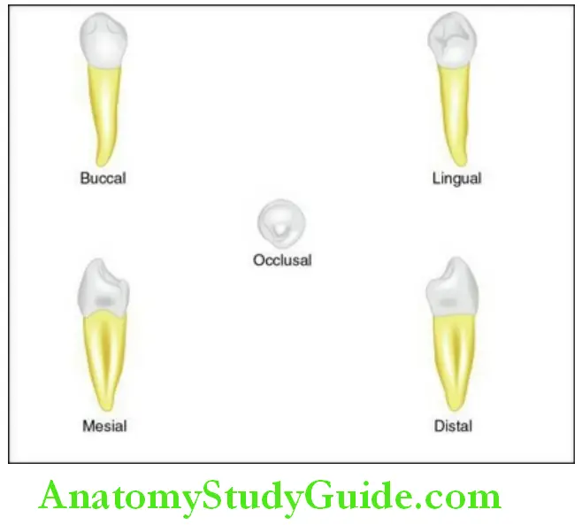 The Permanent Mandibular Premolars Permanent mandibular right first premolar