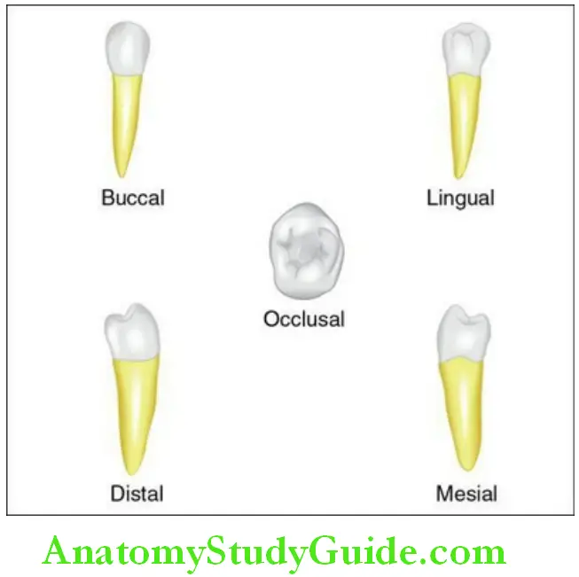 The Permanent Mandibular Premolars Permanent mandibular right second premolar