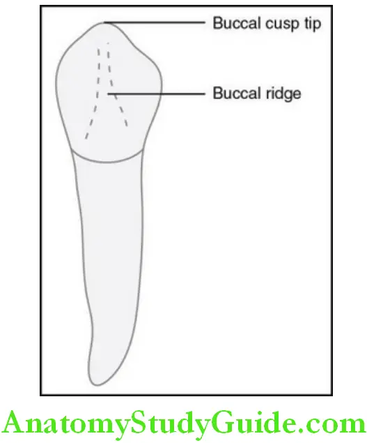 The Permanent Mandibular Premolars buccal aspect