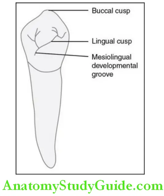 The Permanent Mandibular Premolars lingual aspect
