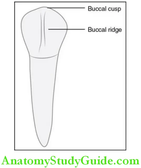 The Permanent Mandibular Premolars mandibular left first premolar buccal aspect