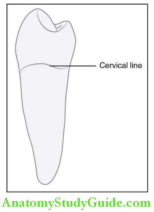 The Permanent Mandibular Premolars mandibular left first premolar mesial aspect