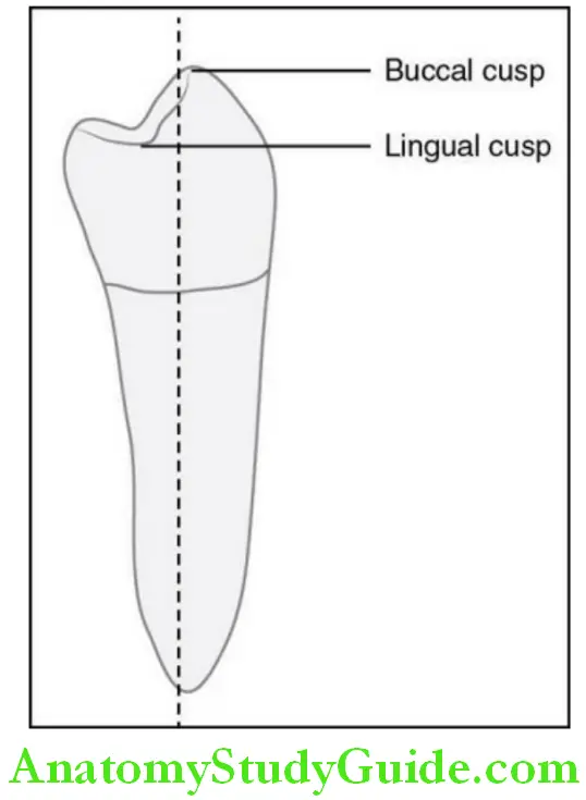 The Permanent Mandibular Premolars mandibular left first preolar distal asprct