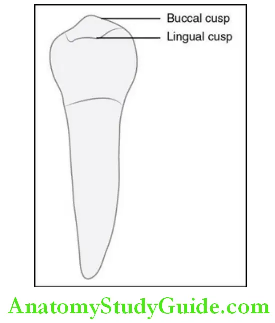 The Permanent Mandibular Premolars mandibullar left first premolar lingual aspect