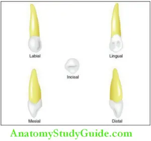 The Permanent Maxillary Canine Notes - Anatomy Study Guide