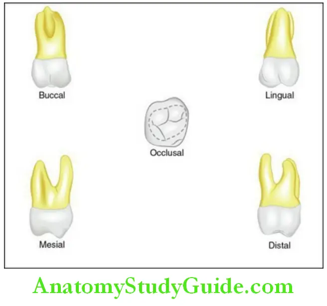 The Permanent Maxillary First Molars Permanent maxillary right first molar