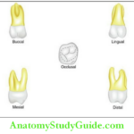 The Permanent Maxillary First Molars Permanent maxillary right first molar