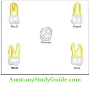 The Permanent Maxillary First Molars Notes - Anatomy Study Guide