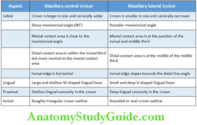 The Permanent Maxillary Incisors Differences Between the Maxillary Central and Lateral Incisor