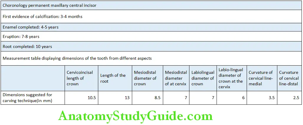 The Permanent Maxillary Incisors Maxillary Central Incisor Chronology and Measurements