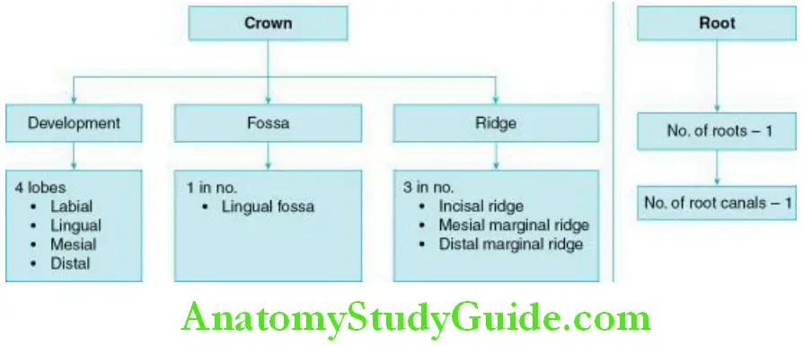 The Permanent Maxillary Incisors development and landmarks crown and root of the permanent maxillary central incisor