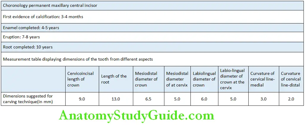 The Permanent Maxillary Incisors maxillary lateral incisor chronology and measurements