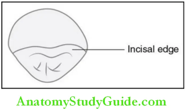 The Permanent Maxillary Incisors maxillary right central incior incisal aspect
